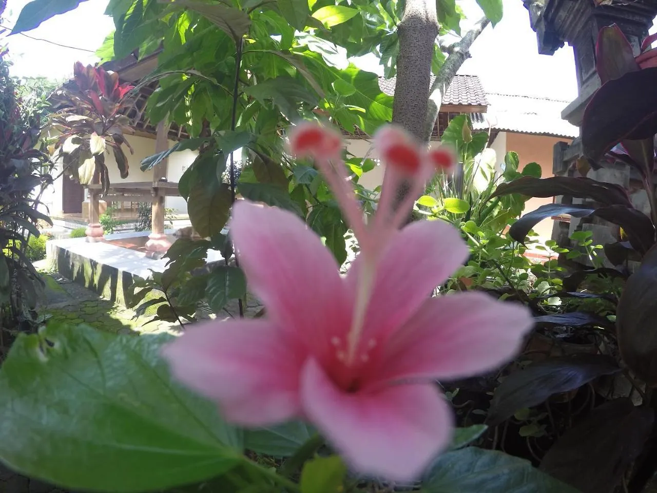 Homestay Dipa Home Stay Ubud